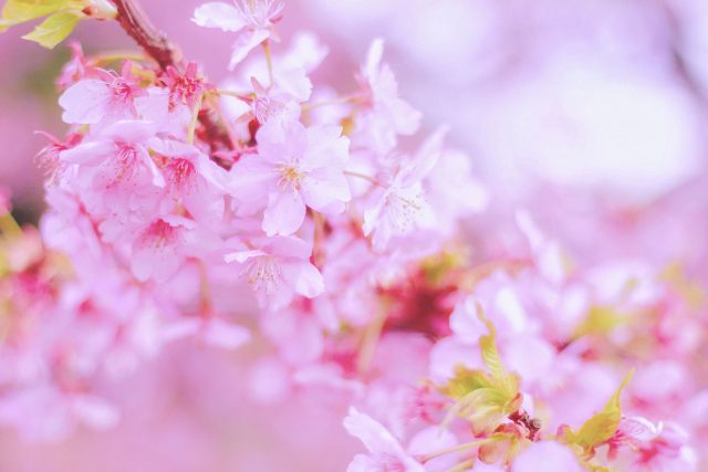 桜 お花見