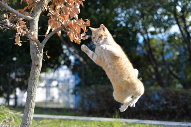 ジャンプする猫