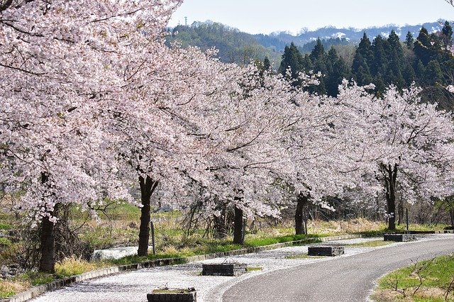 花見