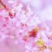 桜 お花見